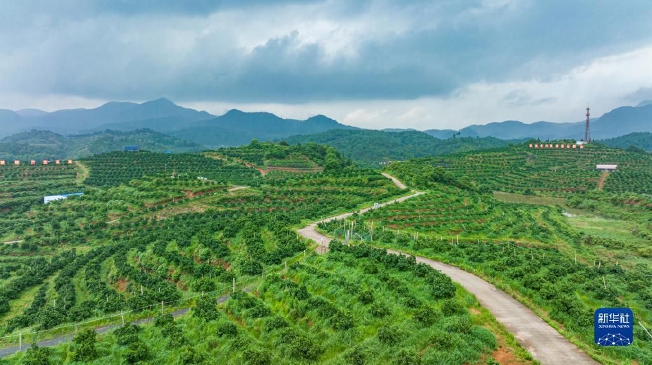 绿色矿山植被恢复:从矿坑到绿洲的生态修复全攻略,告别矿山伤痕